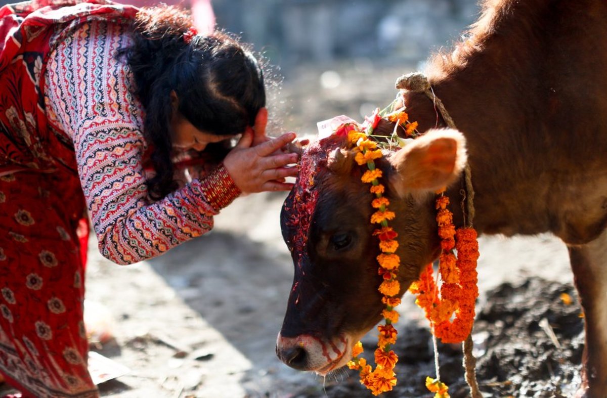 Gai Tihar: Honoring Cows as Sacred Symbols of Prosperity